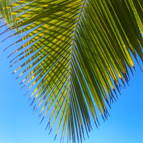 Meet your Posher, Lorenzo - Picture 1 of 1